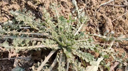 [图]清明节当然要吃蒸野菜啦！