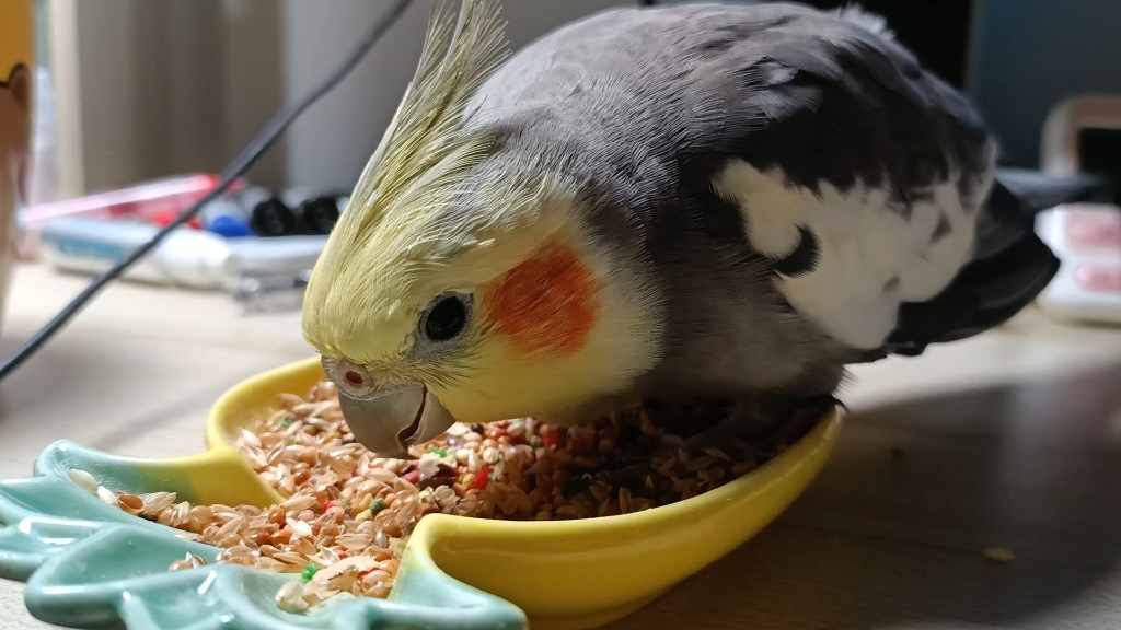 [玄凤鹦鹉]皮蛋吃饭