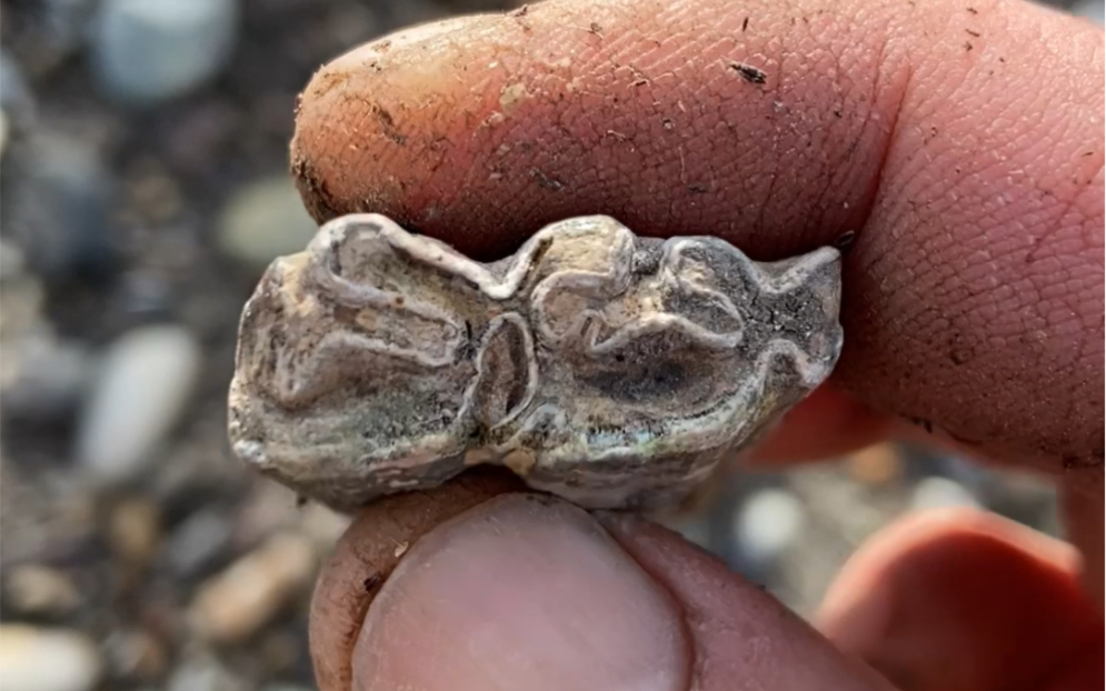 发现普氏野马牙齿化石!