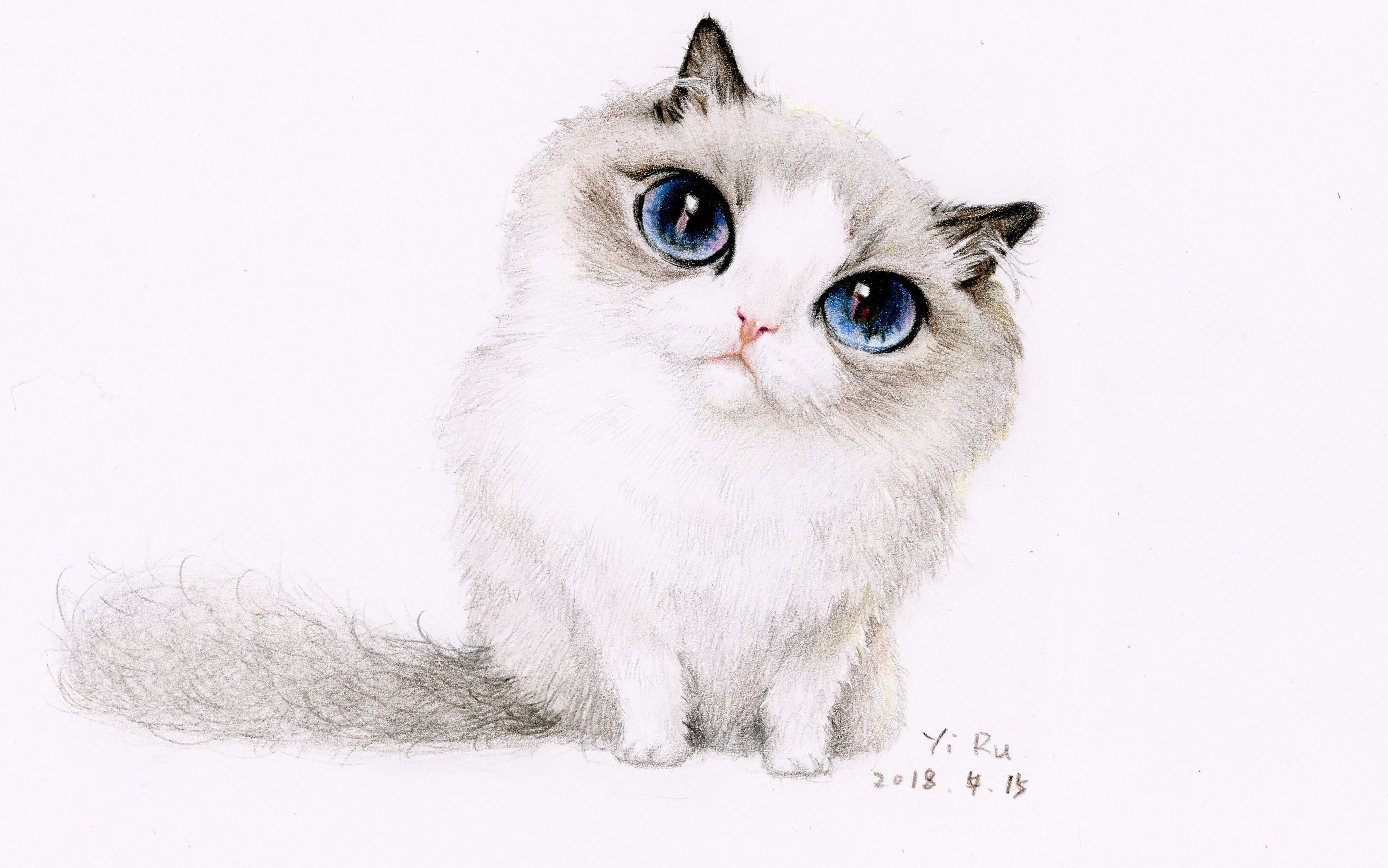 【手绘】3分钟教你用彩铅画一只可爱萌死人的小布偶猫咪