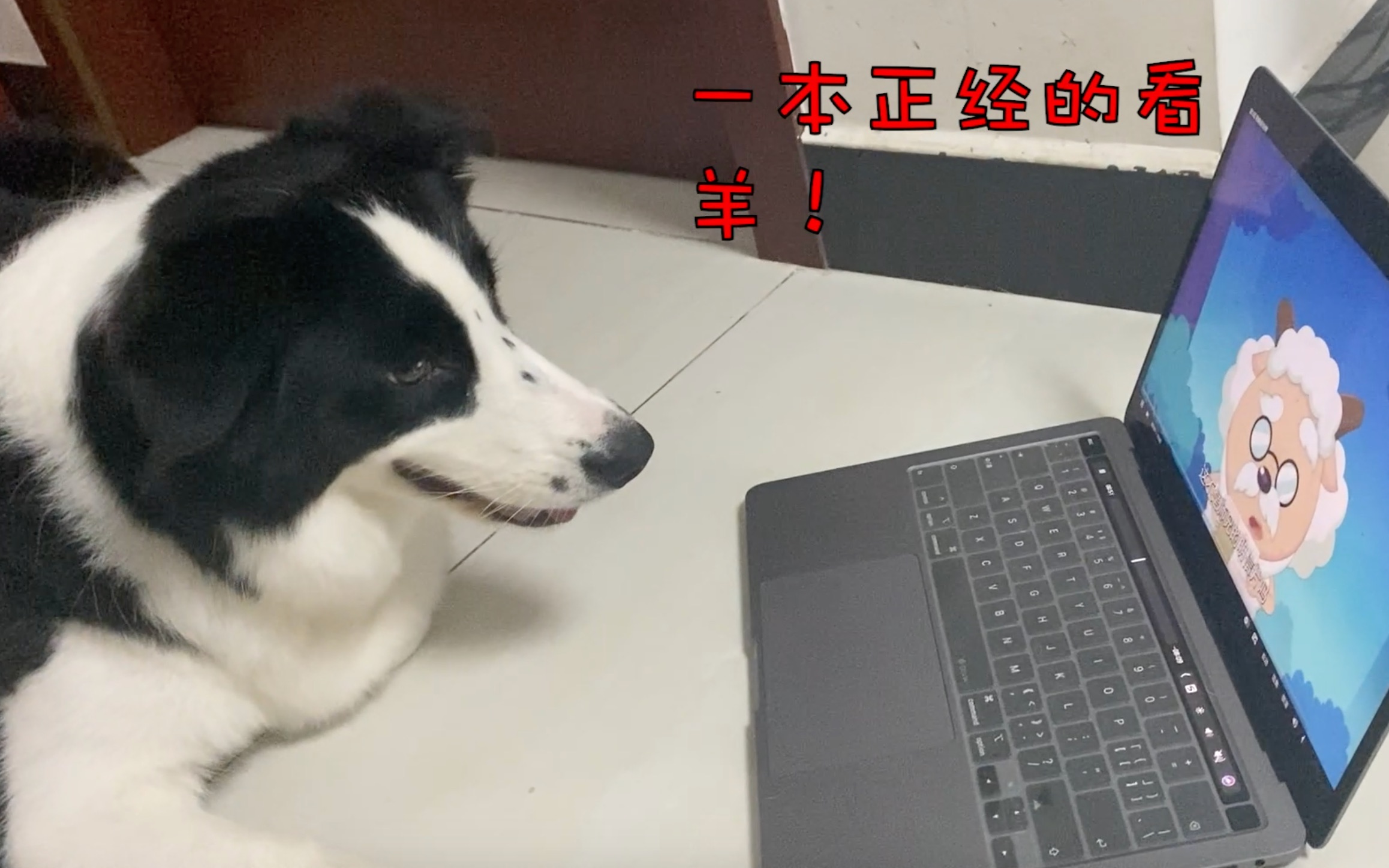 [图]给边境牧羊犬看喜羊羊，它会是什么反应？