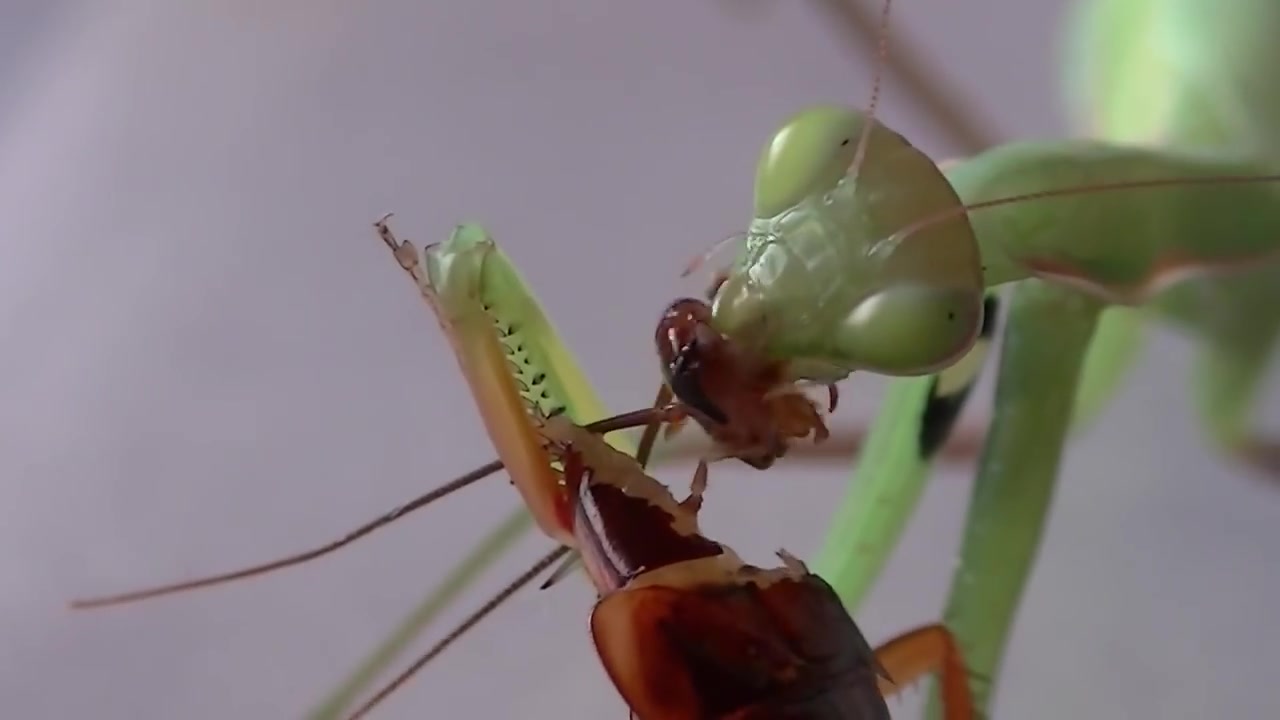 螳螂优雅地活吃蟑螂满嘴流油