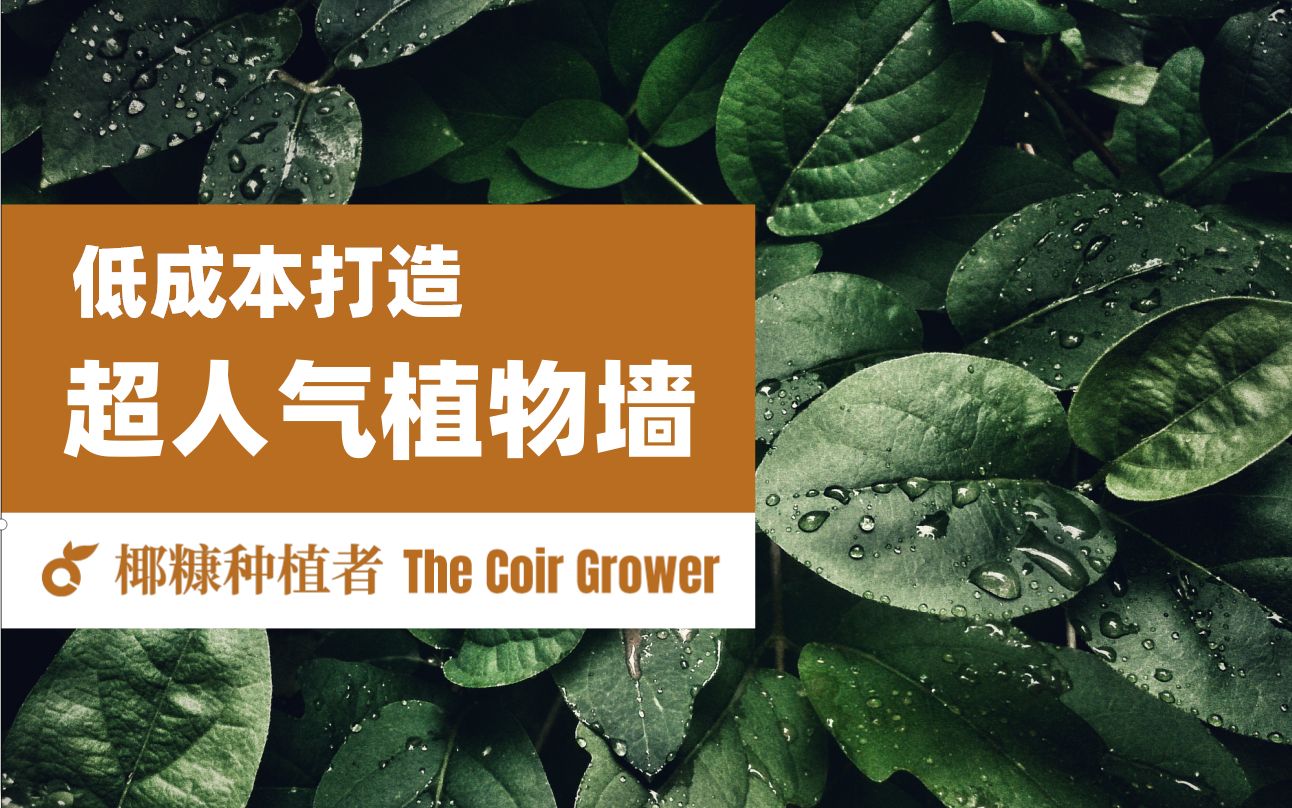 让办公室成为网红打卡地?教你用不到100元打造超人气室内植物墙哔哩哔哩bilibili