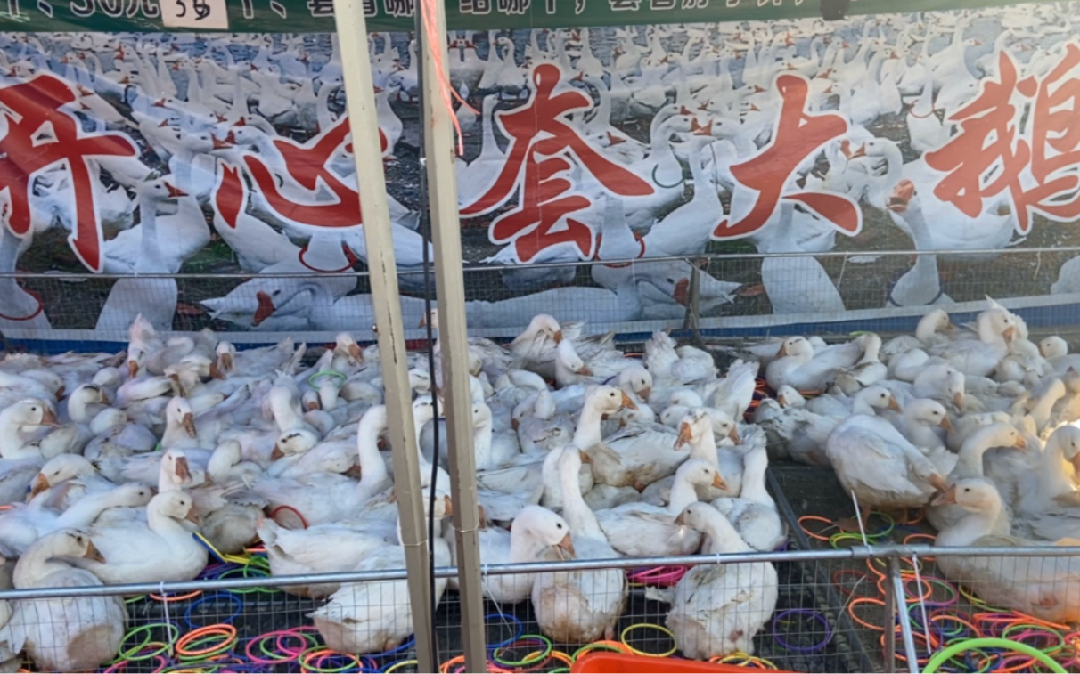 开心套大鹅套中鹅归你这个游戏难度系数有多大