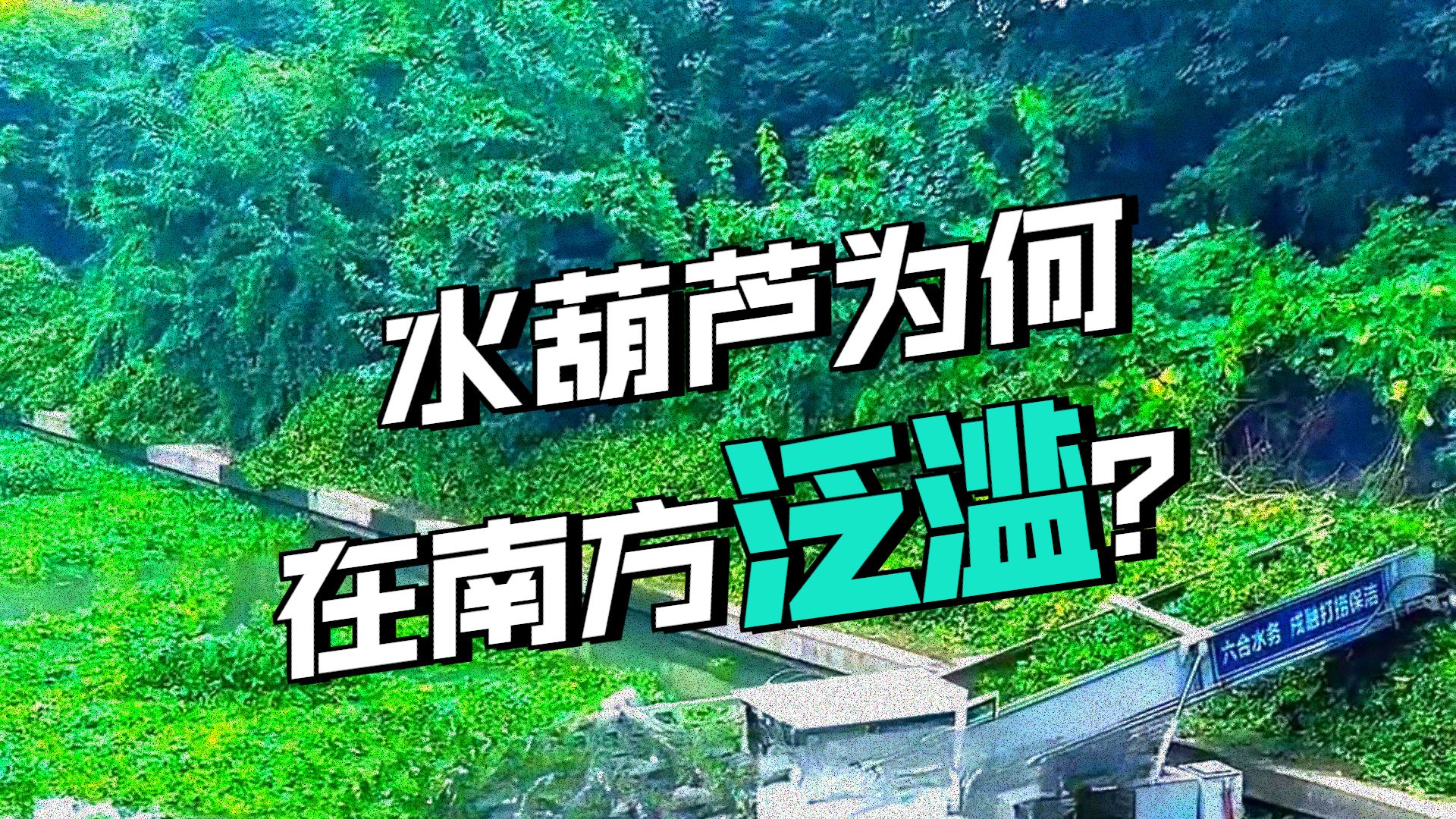 把水葫芦卖到北方，是不是个机会？