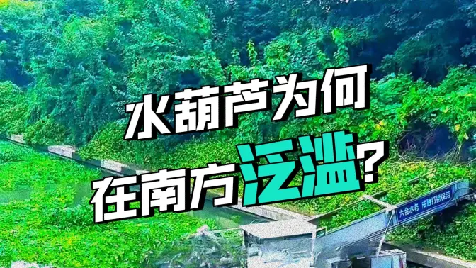 把水葫芦卖到北方，是不是个机会？
