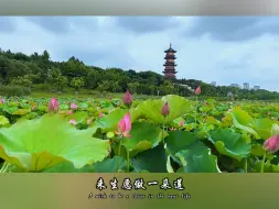 Tải video: 荷花试试这样拍