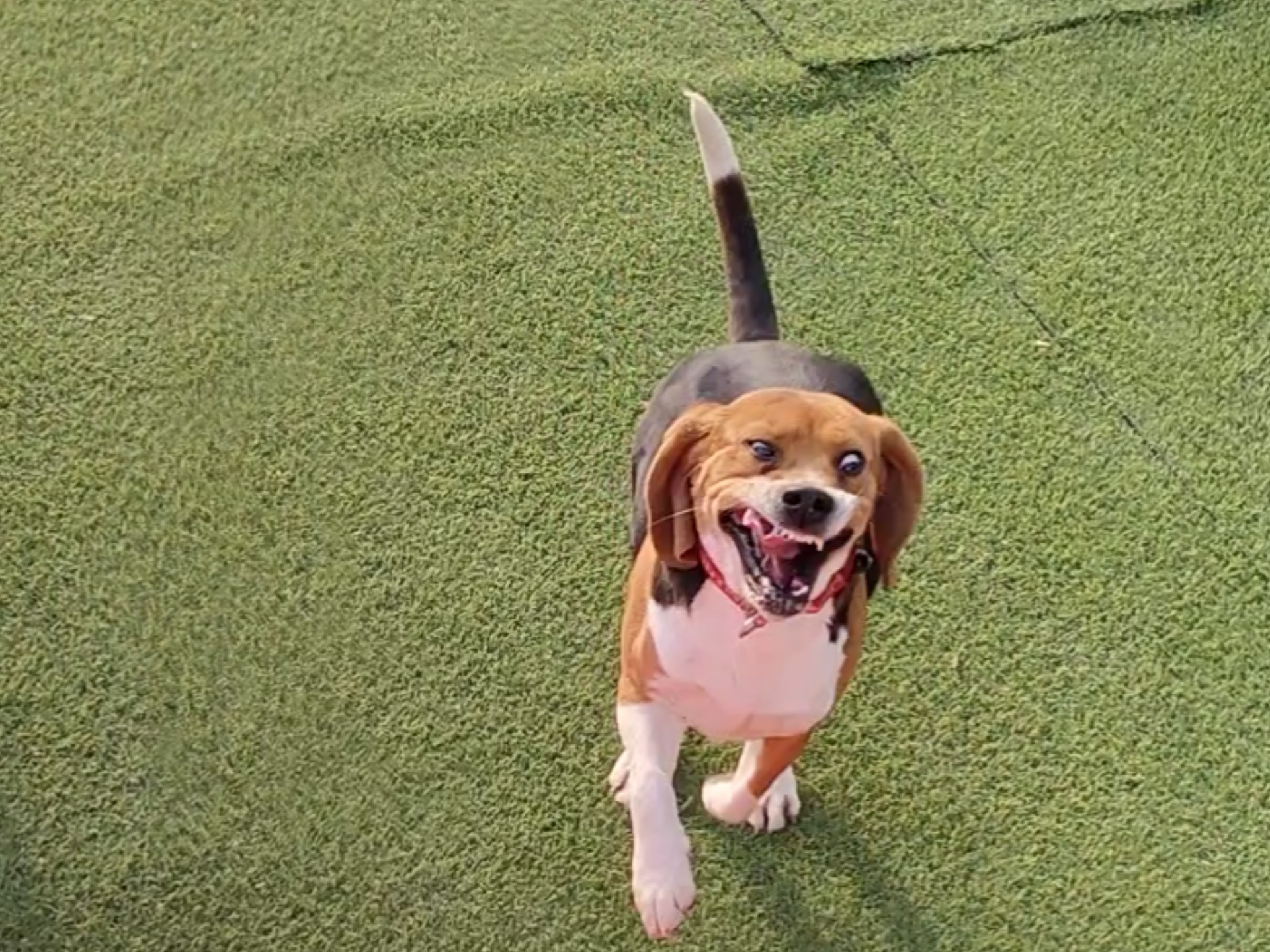 比格犬训练大师