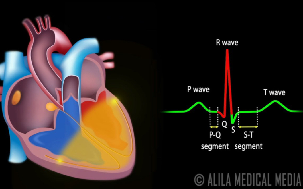 【心血管系统解剖学】心脏传导系统|心电图ECG动画|生肉视频|医学科普|医学生的日常哔哩哔哩bilibili