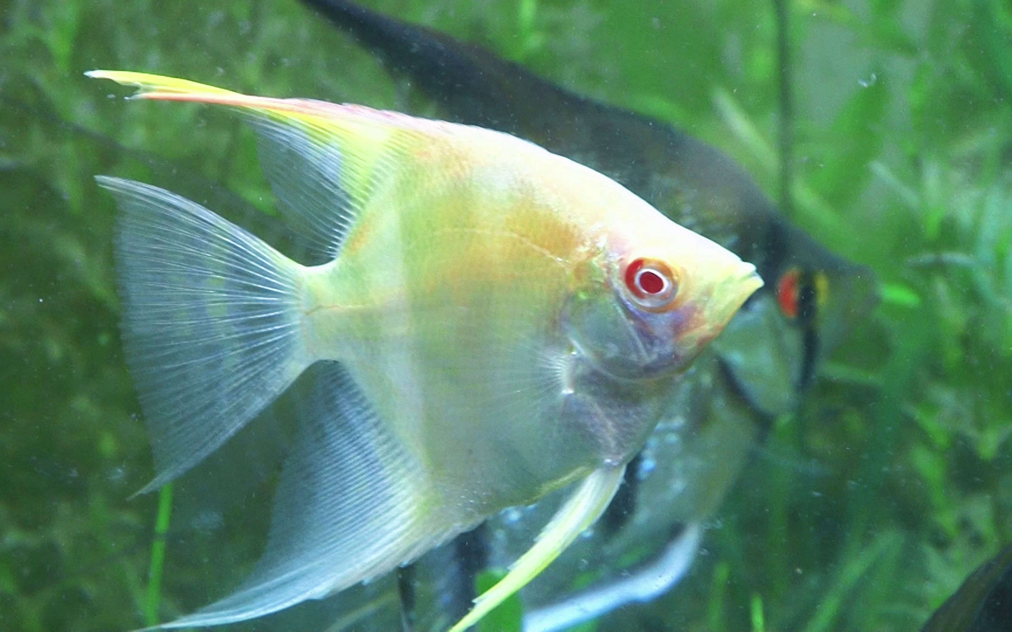 神仙鱼的圆舞曲金顶三色熊猫燕是不是有点霸主的模样