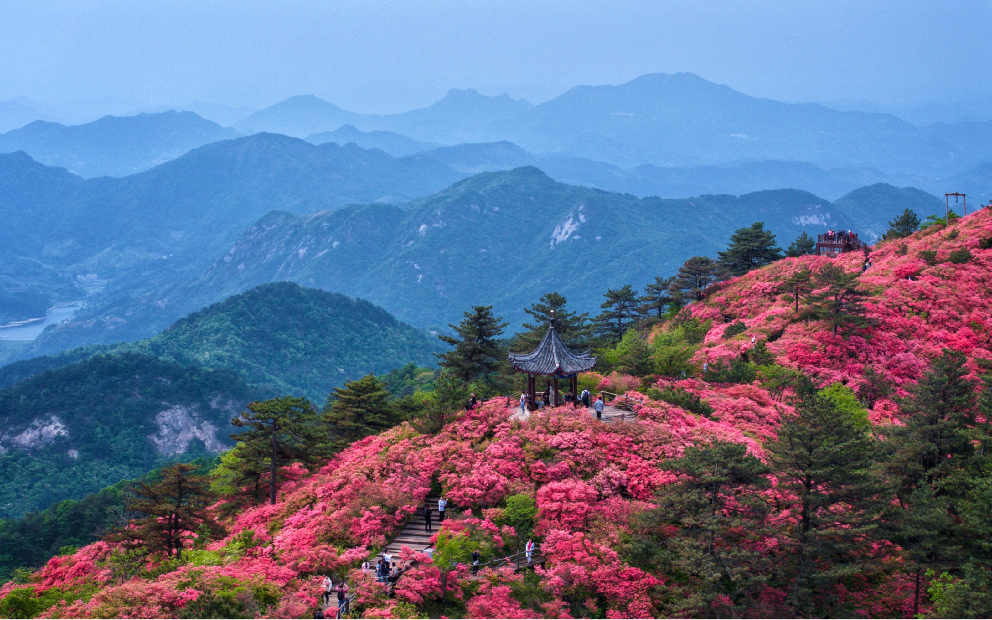 麻城看杜鹃花地址图片