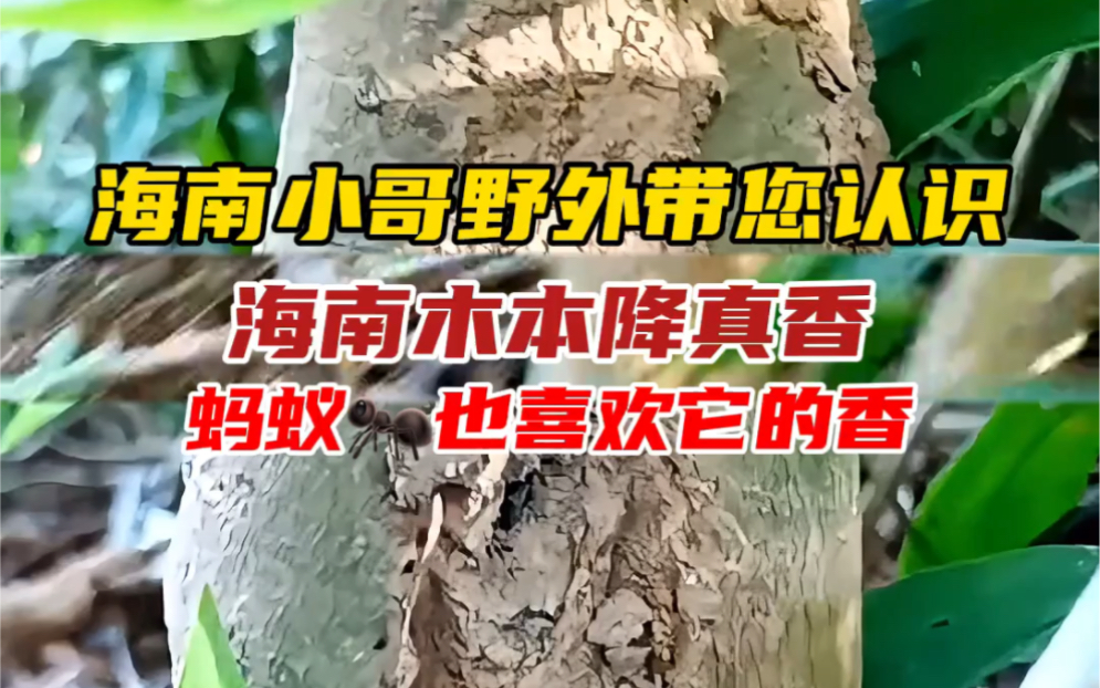 海南小哥野外带您认识海南独有木本降真香的形成