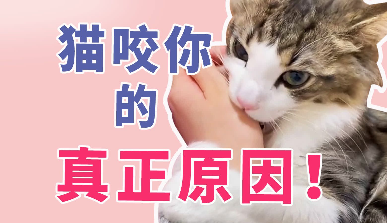 猫扑你咬你的真正原因哔哩哔哩bilibili