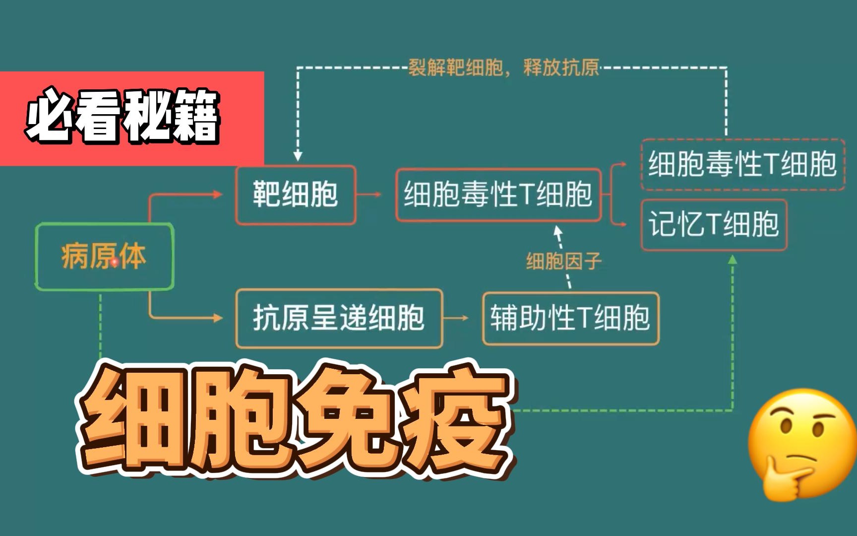 一分钟搞定细胞免疫的过程(高中生物选择性必修一)哔哩哔哩bilibili