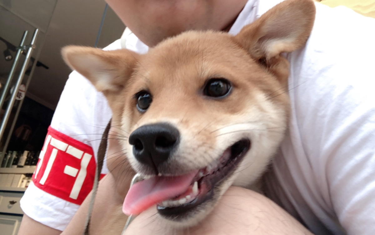 【柴犬狐狸】 皮柴是真皮