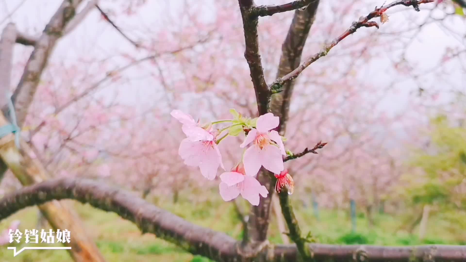 [图]铃铛姑娘|樱花季，在雨天滤镜里，遇见心动！