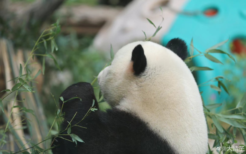 【大熊猫】么么儿美照合集