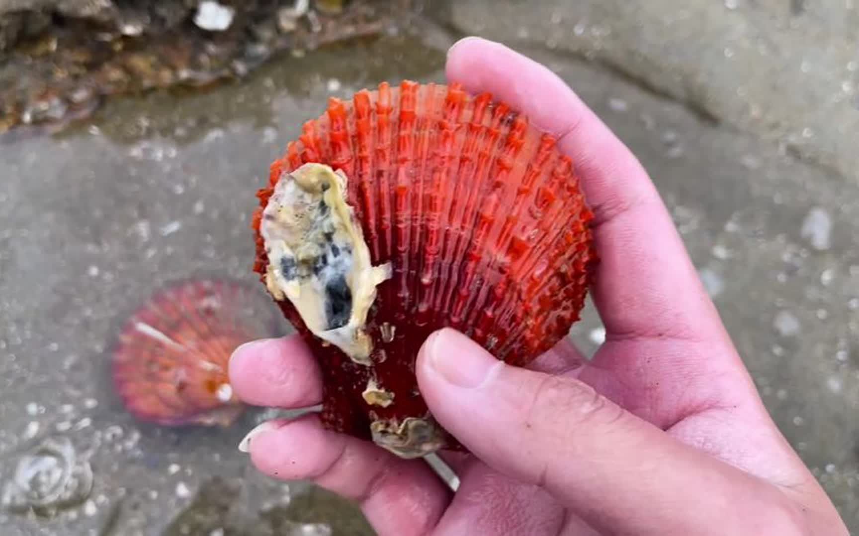 赶海 大海退潮啦,利世又来海边赶海了,这次的收货好像还不错哦哔哩哔哩bilibili