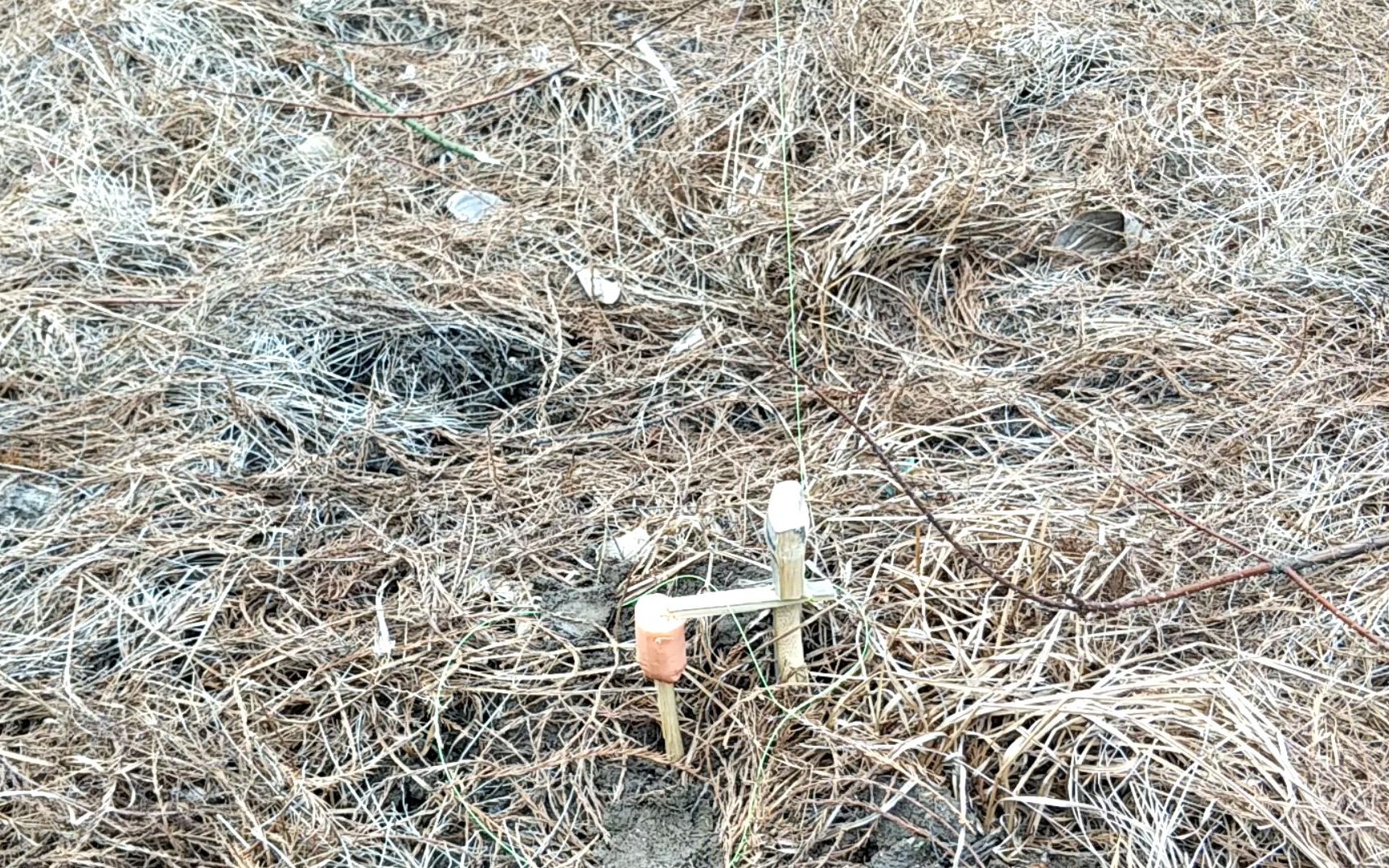 超实用的诱捕式吊脚套,即可抓斑鸠,野鸡,又可抓老鼠,野兔