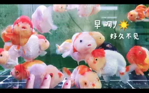 Tải video: 【兰寿金鱼】早ﾉ☀好久不见