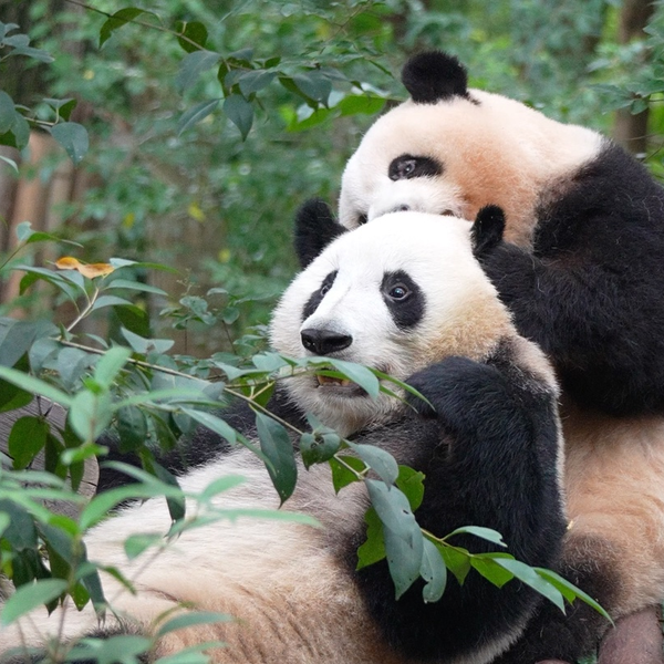【レア品！新品・未使用品】和花ちゃん視点の限定品写真集「大熊猫的朋友圏」 花花”走红带动熊猫周边大卖，IP衍生品成天猫新百亿市场_合作_