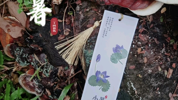 节气书签|植物押花|小暑