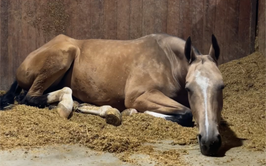 马儿睡觉会做梦吗