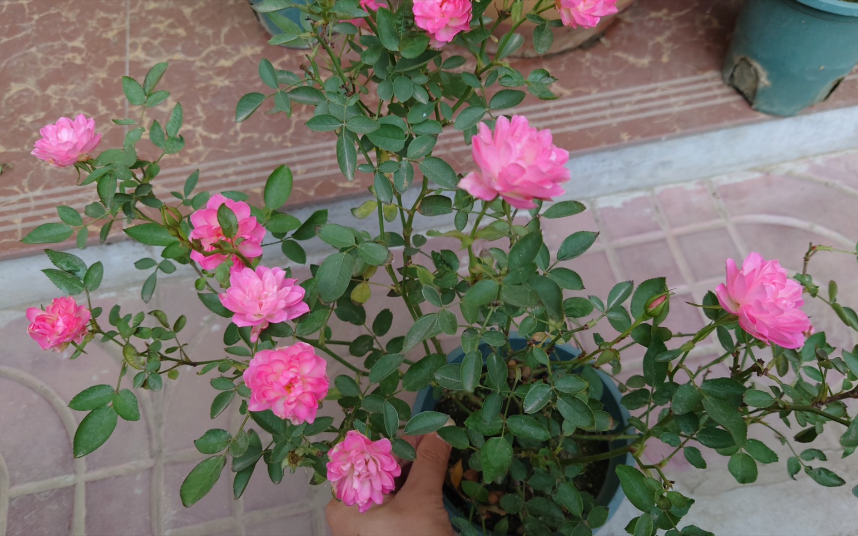 【月季】天荷繁星 · 冬花