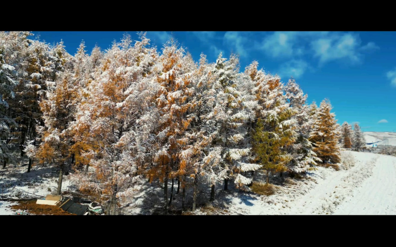 [图]十一的阿尔山，秋日初雪，踏雪而行