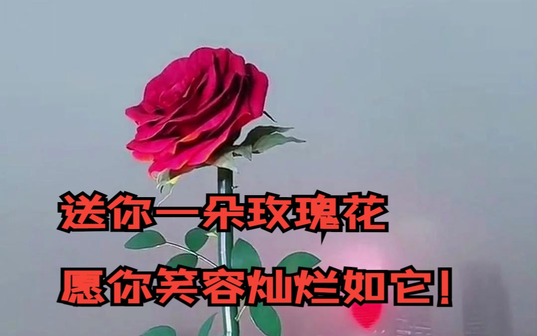 送你一朵玫瑰花 愿你笑容灿烂如它!情人节快乐!