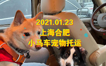 小马车宠物托运20210123 上海合肥 两人两狗哔哩哔哩bilibili