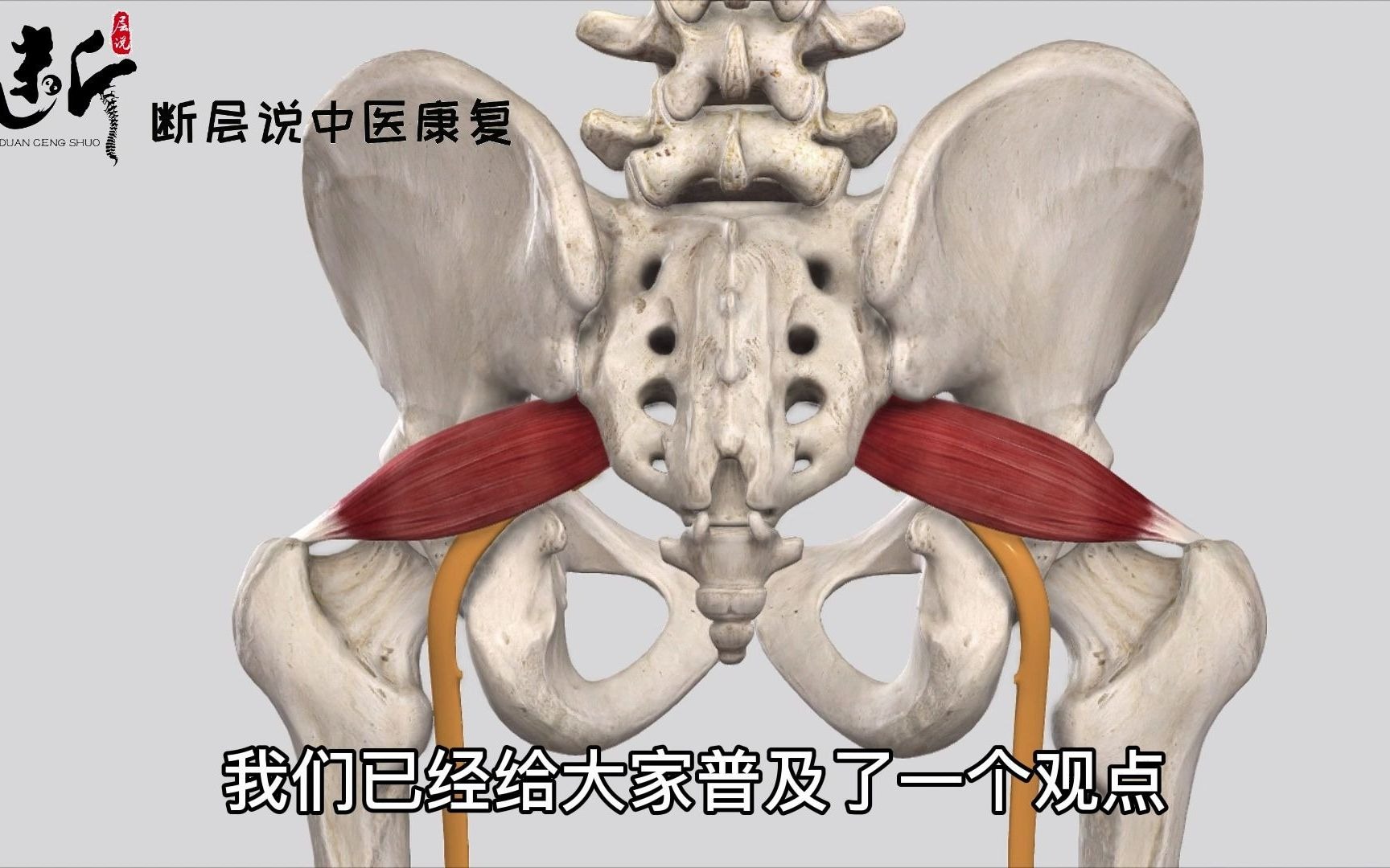 【梨状肌的秘密(下)】卡压坐骨神经,梨状肌只是个“背锅侠”!哔哩哔哩bilibili