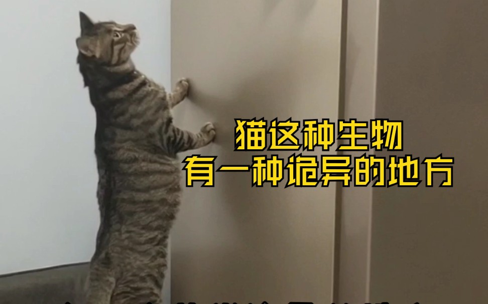 你们看到我家猫了吗?哔哩哔哩bilibili