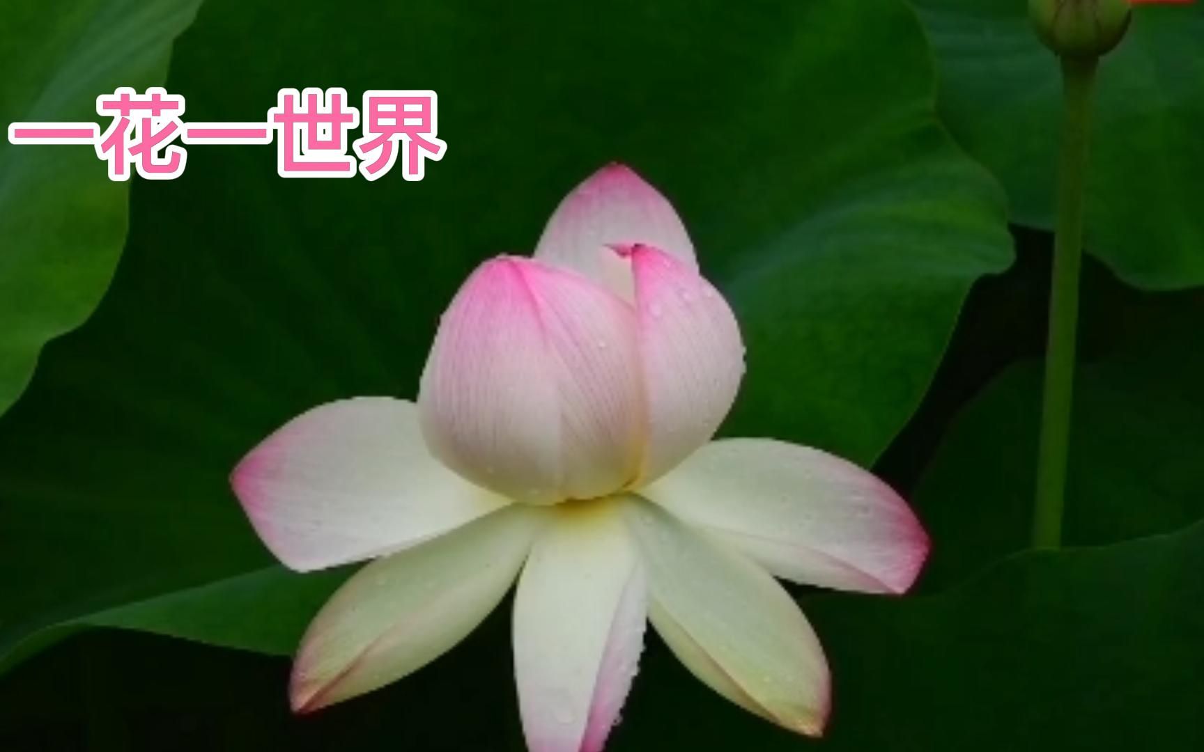 [图]你会运用“一花一世界，一叶一菩提”里的智慧吗？请走进花叶世界