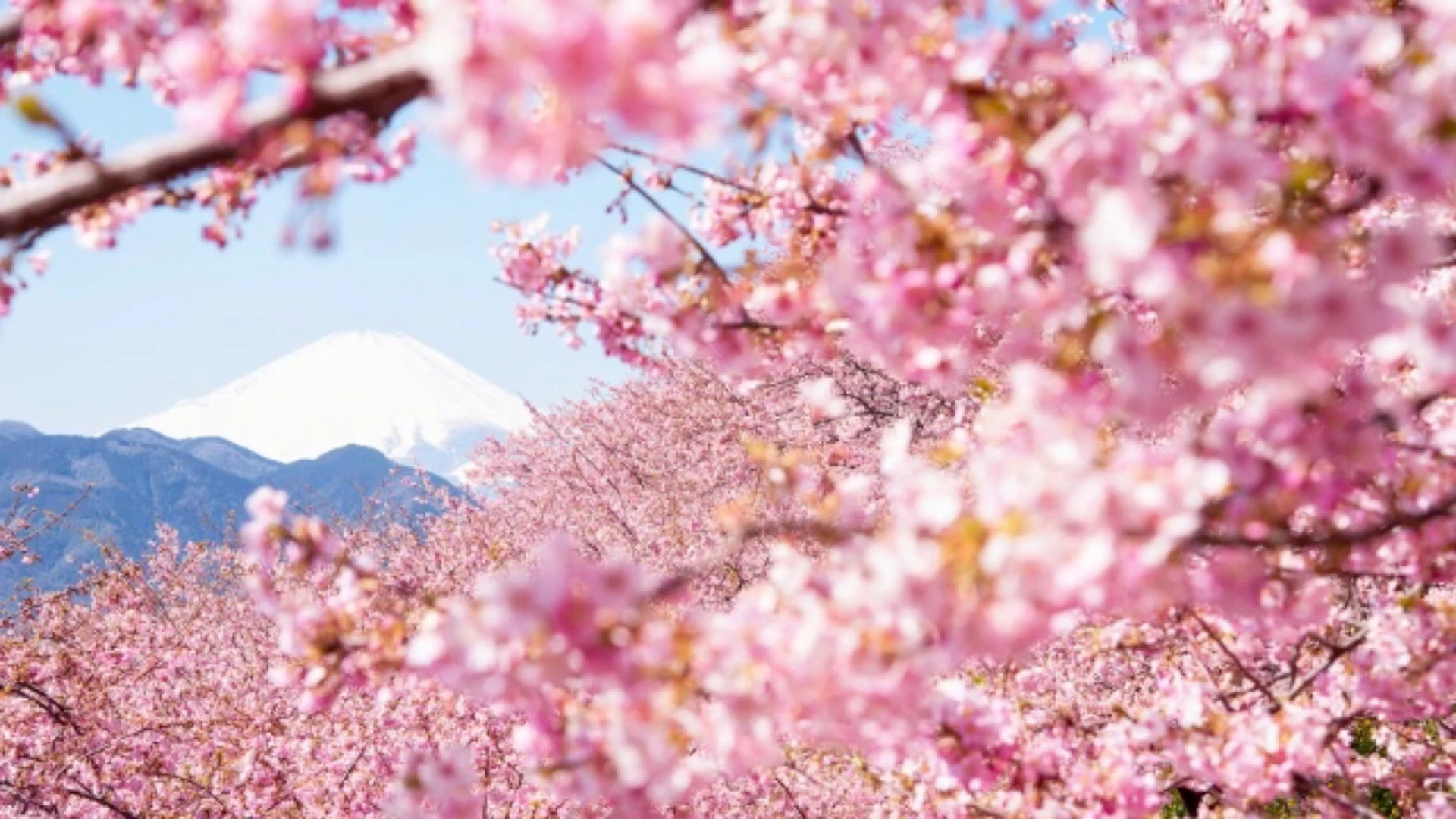 [图]遇見你那天，櫻花開滿南山