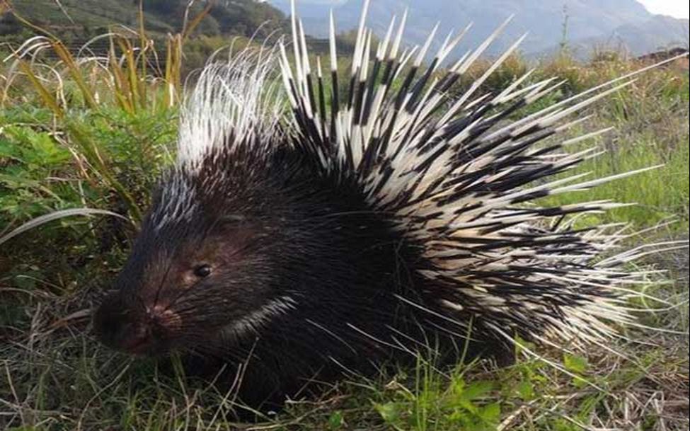 【kenshi】卡特龙亲卫队无脑歼灭战