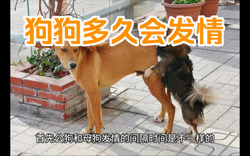 狗狗多久发情一次哔哩哔哩bilibili