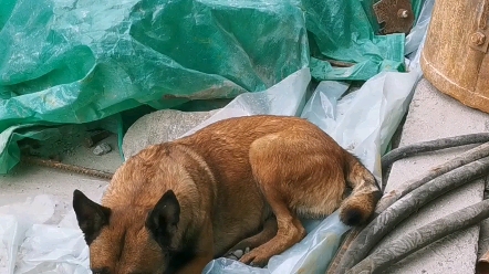 这只工程狗!_哔哩哔哩 (゜-゜)つロ 干杯~-bilibili