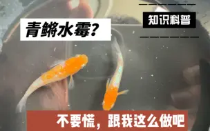 Descargar video: 青鳉水霉不用怕，解决办法它来啦！