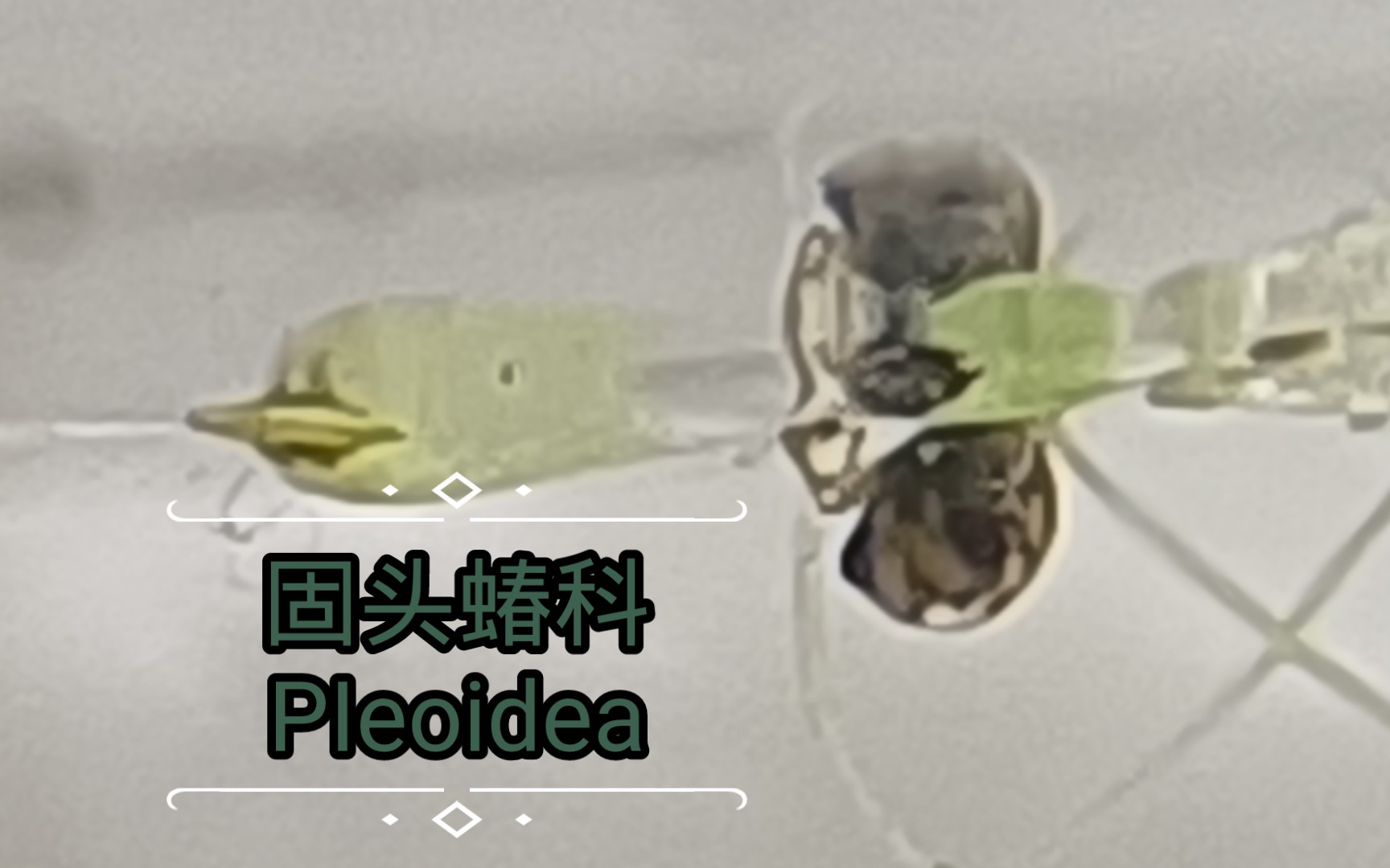 【首发纯展示】固头蝽科PIeoidea 活体视频哔哩哔哩bilibili