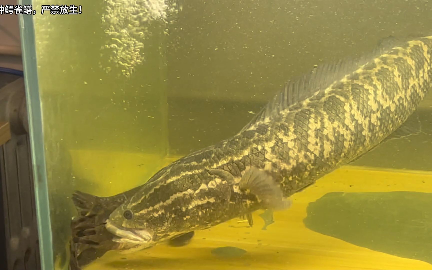 国产猛鱼黑鱼暴揍鳄雀鳝,打的就是外来物种!