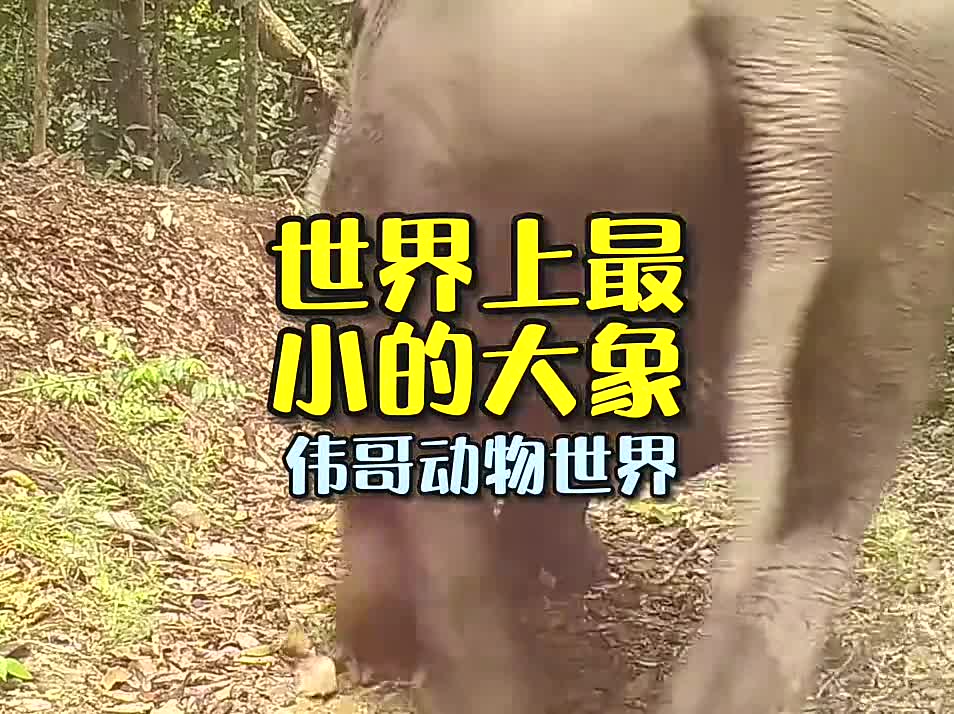 您會喜歡這種圓潤飽滿絲可愛的婆羅洲侏儒象嗎?#抖音動物圖鑑