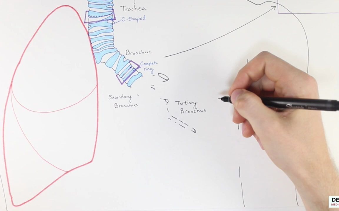 【手绘】呼吸系统解剖及组织学 Histology Respiratory System哔哩哔哩bilibili