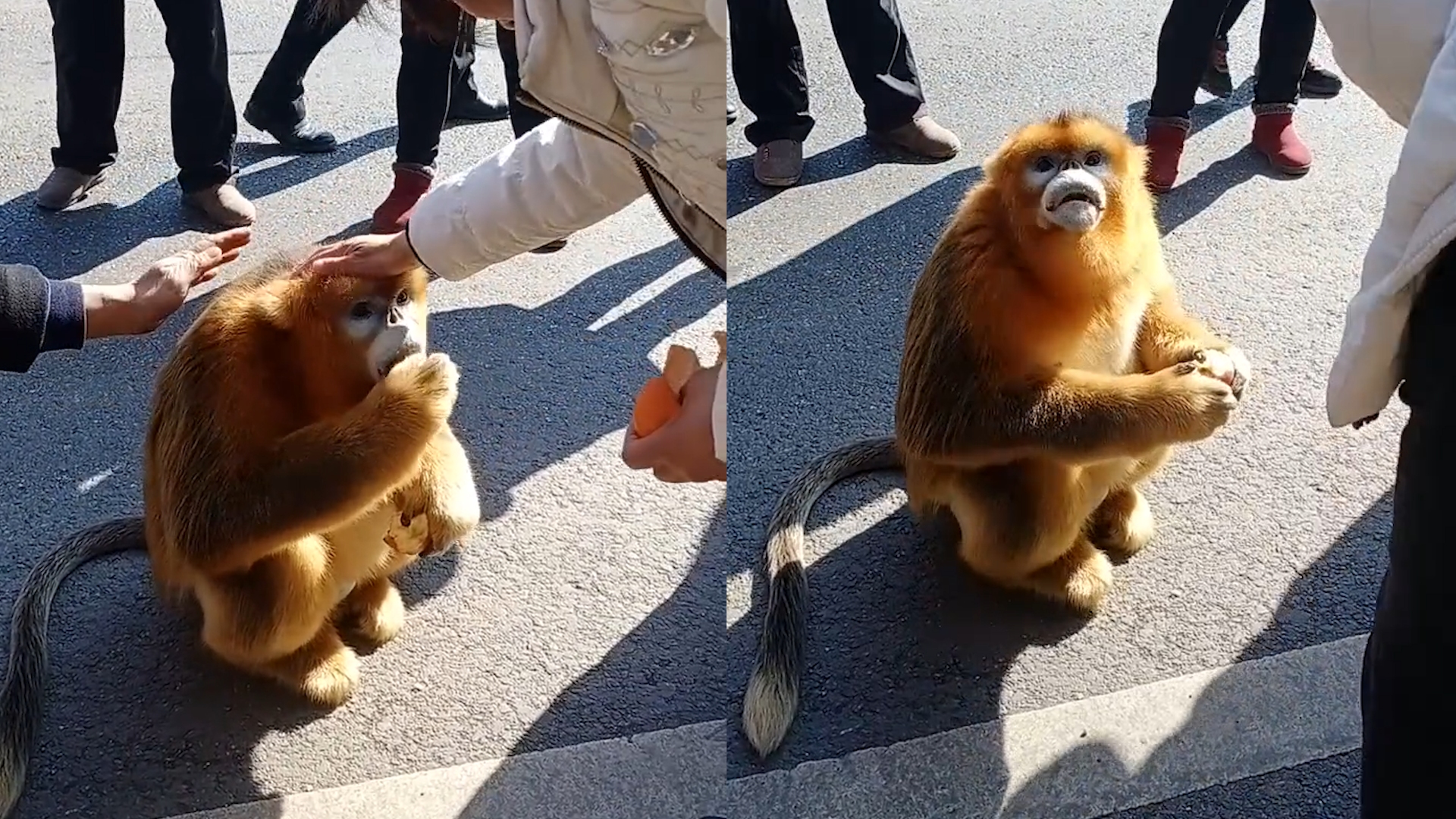 [图]金丝猴进镇被围观，路人直夸漂亮还给它剥桔子，峨眉山猕猴哭了