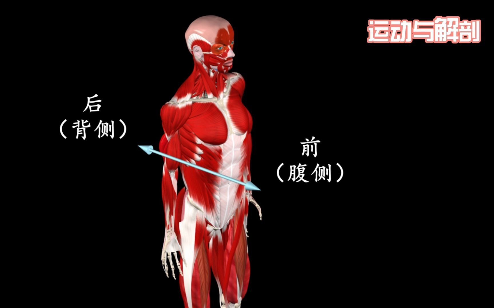 [图]【干货分享】如何正确区分人体解剖学方位术语，看完这篇就清晰了！