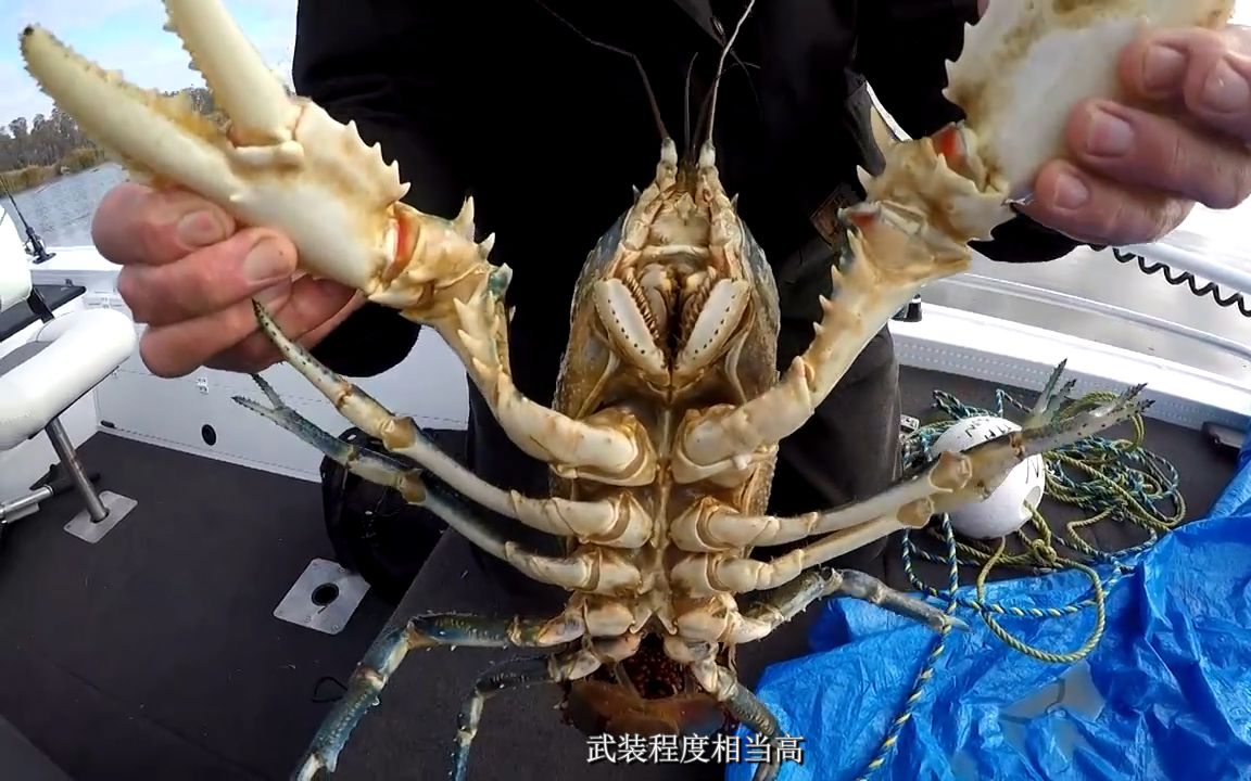【玩游地球】澳大利亚墨累河捉成精的巨型小龙虾