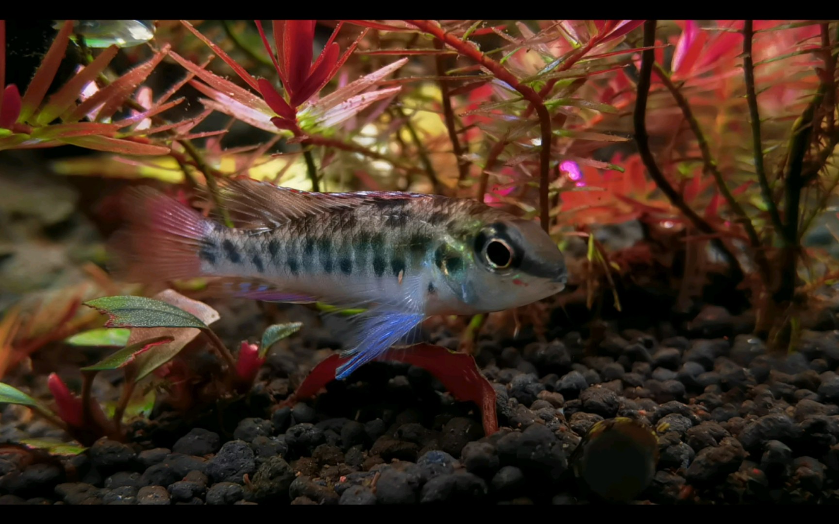 短鲷#尼格罗雪花棋盘