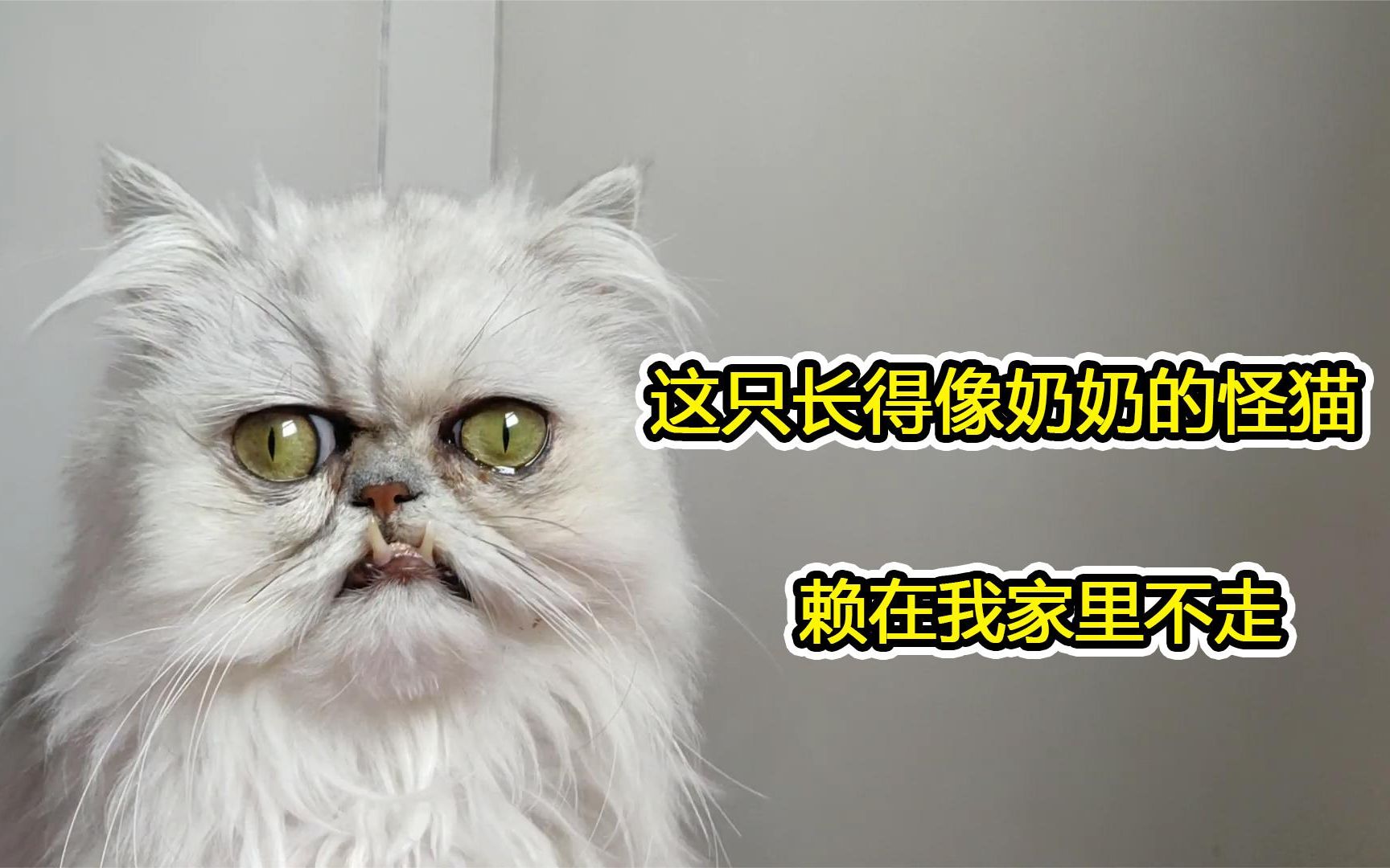 惊魂奶奶猫,吓得男子口吐芬芳喊妈妈,你有被吓到吗