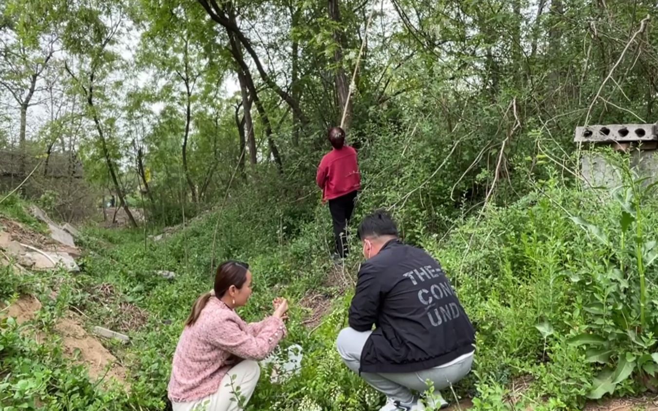 [图]妈妈准备摘洋槐花，刚开门三姑介绍的对象来了，莎莎也不跟他说话