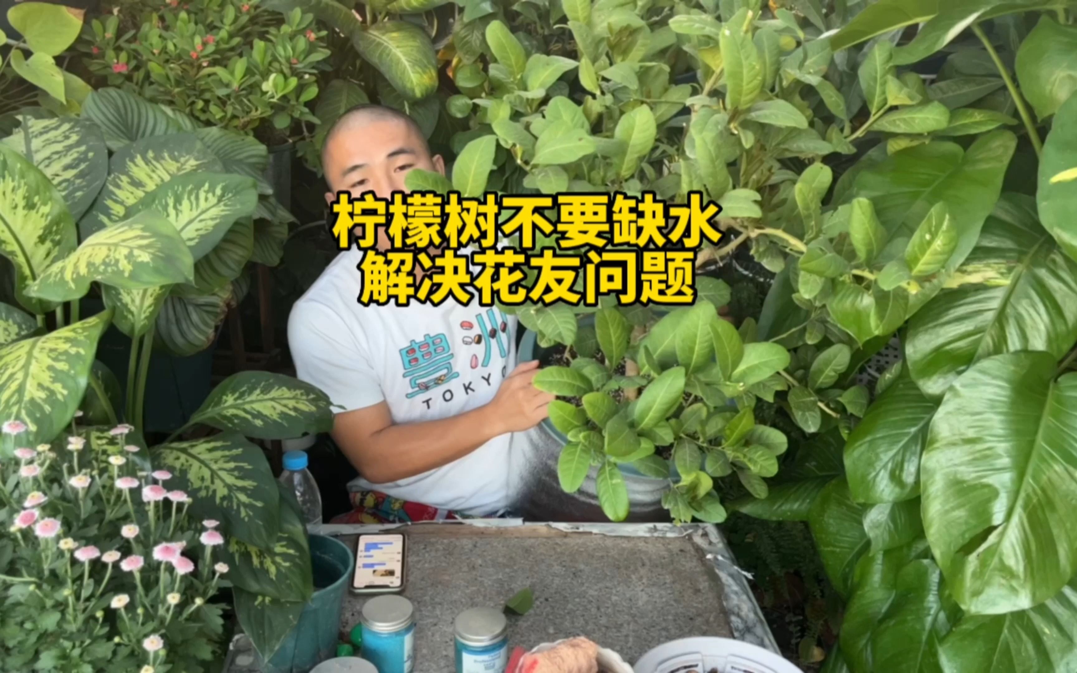 柠檬树不要缺水了,解决花友问题,不然会叶子萎焉掉花掉果哔哩哔哩bilibili